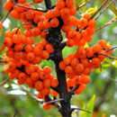 Sea-buckthorn