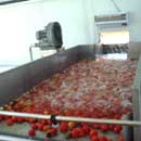 Fruit Selecting Machine