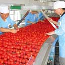 Fruit Selecting Machine